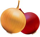 Onion and Red Onion PNG Clipart - High-quality PNG Clipart Image from ClipartPNG.com