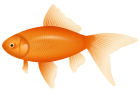 Orange Fish PNG Clipart - High-quality PNG Clipart Image from ClipartPNG.com