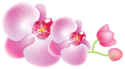 Orchids PNG Clipart - High-quality PNG Clipart Image from ClipartPNG.com