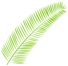 Palm Leaf PNG Clip Art  - High-quality PNG Clipart Image from ClipartPNG.com