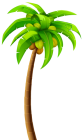 Palm PNG Clip Art  - High-quality PNG Clipart Image from ClipartPNG.com