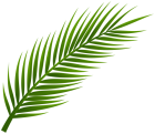 Palm Tree Leaf PNG Clip Art - High-quality PNG Clipart Image from ClipartPNG.com