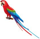 Parrot PNG Clipart  - High-quality PNG Clipart Image from ClipartPNG.com