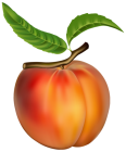 Peach PNG Clipart - High-quality PNG Clipart Image from ClipartPNG.com
