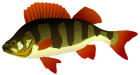 Perch Fish PNG Clipart - High-quality PNG Clipart Image from ClipartPNG.com
