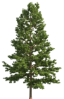 Pine Realistic Tree PNG Clip Art  - High-quality PNG Clipart Image from ClipartPNG.com