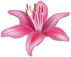 Pink Lily Flower PNG Clipart - High-quality PNG Clipart Image from ClipartPNG.com