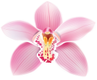 Pink Orchid PNG Clipart - High-quality PNG Clipart Image from ClipartPNG.com