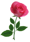 Pink Rose Clipart PNG Image - High-quality PNG Clipart Image from ClipartPNG.com