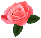 Pink Rose PNG Clipart - High-quality PNG Clipart Image from ClipartPNG.com
