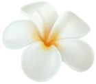 Plumeria PNG Clip Art  - High-quality PNG Clipart Image from ClipartPNG.com