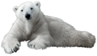 Polar Bear PNG Clip Art  - High-quality PNG Clipart Image from ClipartPNG.com