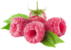 Raspberries PNG Clipart  - High-quality PNG Clipart Image from ClipartPNG.com