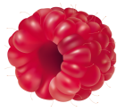 Raspberry Fruit PNG Clipart  - High-quality PNG Clipart Image from ClipartPNG.com