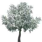 Realistic Blossom Tree PNG Clip Art - High-quality PNG Clipart Image from ClipartPNG.com