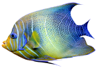 Realistic Fish Blue and Yellow PNG Clipart - High-quality PNG Clipart Image from ClipartPNG.com