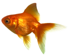 Realistic Goldfish PNG Clipart - High-quality PNG Clipart Image from ClipartPNG.com