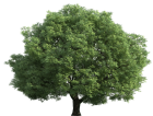 Realistic Green Tree PNG Clip Art - High-quality PNG Clipart Image from ClipartPNG.com
