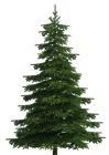 Realistic Pine Tree PNG Clip Art  - High-quality PNG Clipart Image from ClipartPNG.com