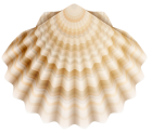 Realistic Shell PNG Clip Art - High-quality PNG Clipart Image from ClipartPNG.com