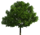 Realistic Tree PNG Clip Art - High-quality PNG Clipart Image from ClipartPNG.com