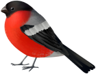 Red Black Bird PNG Clip Art  - High-quality PNG Clipart Image from ClipartPNG.com