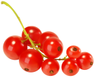 Red Currants PNG Clipart - High-quality PNG Clipart Image from ClipartPNG.com