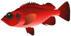 Red Fish PNG Clipart - High-quality PNG Clipart Image from ClipartPNG.com