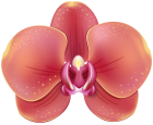 Red Orchid PNG Clipart  - High-quality PNG Clipart Image from ClipartPNG.com