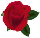Red Rose PNG Clipart Image  - High-quality PNG Clipart Image from ClipartPNG.com