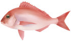 Red Sea Fish PNG Clipart Image - High-quality PNG Clipart Image from ClipartPNG.com