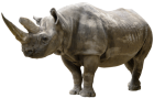 Rhinoceros PNG Clip Art - High-quality PNG Clipart Image from ClipartPNG.com