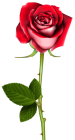 Rose PNG Clip Art - High-quality PNG Clipart Image from ClipartPNG.com