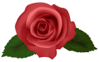 Rose Red PNG Clipart  - High-quality PNG Clipart Image from ClipartPNG.com