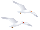 Seagulls PNG Clipart  - High-quality PNG Clipart Image from ClipartPNG.com