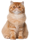 Sitting Cat PNG Clip Art - High-quality PNG Clipart Image from ClipartPNG.com
