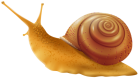 Snail PNG Clip Art  - High-quality PNG Clipart Image from ClipartPNG.com