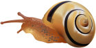 Snail PNG Clip Art - High-quality PNG Clipart Image from ClipartPNG.com