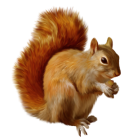 Squirrel PNG Clipart - High-quality PNG Clipart Image from ClipartPNG.com