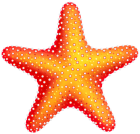 Starfish PNG Clip Art - High-quality PNG Clipart Image from ClipartPNG.com