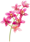 Stem Pink Orchids PNG Clipart  - High-quality PNG Clipart Image from ClipartPNG.com