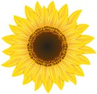 Sunflower PNG Clipart - High-quality PNG Clipart Image from ClipartPNG.com