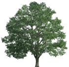 Tree Realistic PNG Clip Art - High-quality PNG Clipart Image from ClipartPNG.com