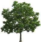 Tree Transparent PNG Clip Art  - High-quality PNG Clipart Image from ClipartPNG.com