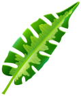 Tropical Leaf PNG Clip Art - High-quality PNG Clipart Image from ClipartPNG.com