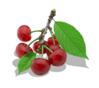 Twig Of Cherry PNG Clipart - High-quality PNG Clipart Image from ClipartPNG.com