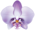 Violet Orchid PNG Clipart - High-quality PNG Clipart Image from ClipartPNG.com
