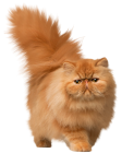 Walking Cat PNG Clip Art - High-quality PNG Clipart Image from ClipartPNG.com