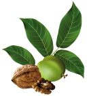 Walnut PNG Clip Art - High-quality PNG Clipart Image from ClipartPNG.com