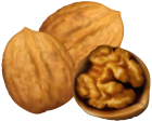 Walnuts PNG Clip Art - High-quality PNG Clipart Image from ClipartPNG.com